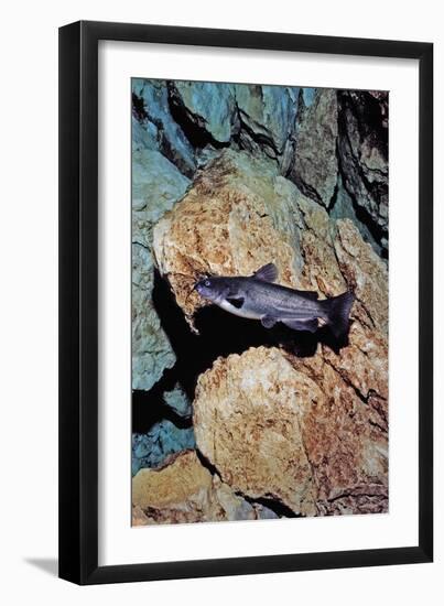 White Catfish (Ameiurus Catus), Crystal River, Florida, USA-Reinhard Dirscherl-Framed Photographic Print