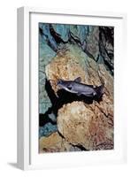 White Catfish (Ameiurus Catus), Crystal River, Florida, USA-Reinhard Dirscherl-Framed Photographic Print