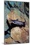 White Catfish (Ameiurus Catus), Crystal River, Florida, USA-Reinhard Dirscherl-Mounted Photographic Print