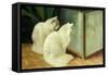 White Cats Watching Goldfish-Arthur Heyer-Framed Stretched Canvas