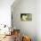 White Cats Watching Goldfish-Arthur Heyer-Stretched Canvas displayed on a wall