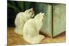 White Cats Watching Goldfish-Arthur Heyer-Mounted Giclee Print