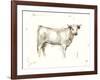 White Cattle I-Ethan Harper-Framed Art Print