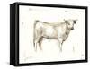 White Cattle I-Ethan Harper-Framed Stretched Canvas