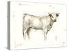 White Cattle I-Ethan Harper-Stretched Canvas