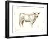 White Cattle I-Ethan Harper-Framed Art Print