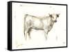 White Cattle I-Ethan Harper-Framed Stretched Canvas