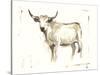 White Cattle II-Ethan Harper-Stretched Canvas