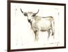 White Cattle II-Ethan Harper-Framed Art Print