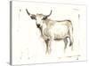 White Cattle II-Ethan Harper-Stretched Canvas