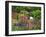 White Chair in Flower Garden-Steve Terrill-Framed Photographic Print