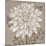 White Chalk Flower 2-Ariane Martine-Mounted Art Print