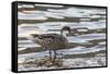 White-Cheeked Pintail Duck (Anas Bahamensis)-Michael Nolan-Framed Stretched Canvas