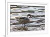 White-Cheeked Pintail Duck (Anas Bahamensis)-Michael Nolan-Framed Photographic Print