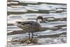 White-Cheeked Pintail Duck (Anas Bahamensis)-Michael Nolan-Mounted Photographic Print