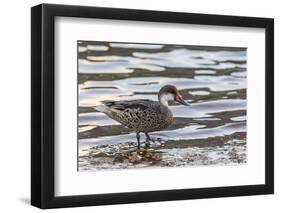 White-Cheeked Pintail Duck (Anas Bahamensis)-Michael Nolan-Framed Photographic Print