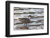 White-Cheeked Pintail Duck (Anas Bahamensis)-Michael Nolan-Framed Photographic Print