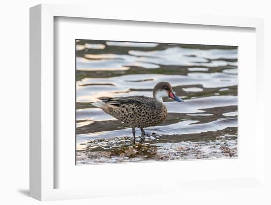 White-Cheeked Pintail Duck (Anas Bahamensis)-Michael Nolan-Framed Photographic Print