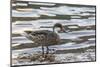 White-Cheeked Pintail Duck (Anas Bahamensis)-Michael Nolan-Mounted Photographic Print