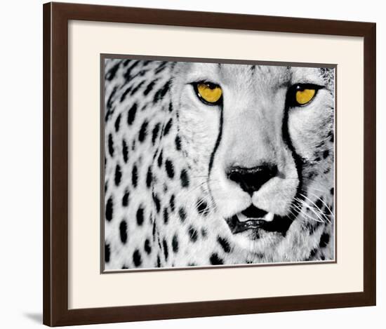 White Cheetah-Rocco Sette-Framed Art Print