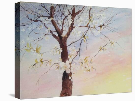 White Cherry Blossom-Mary Smith-Stretched Canvas