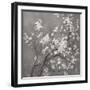 White Cherry Blossoms I on Grey Crop-Danhui Nai-Framed Art Print