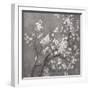 White Cherry Blossoms I on Grey Crop-Danhui Nai-Framed Art Print