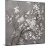 White Cherry Blossoms I on Grey Crop-Danhui Nai-Mounted Art Print