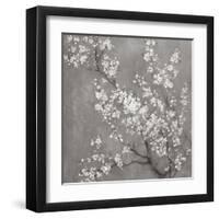 White Cherry Blossoms II on Grey Crop-Danhui Nai-Framed Art Print