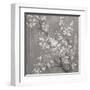 White Cherry Blossoms II on Grey Crop-Danhui Nai-Framed Art Print