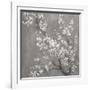 White Cherry Blossoms II on Grey Crop-Danhui Nai-Framed Art Print