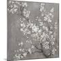 White Cherry Blossoms II on Grey Crop-Danhui Nai-Mounted Art Print