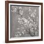 White Cherry Blossoms II on Grey Crop-Danhui Nai-Framed Art Print