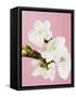 White cherry blossoms-Ada Summer-Framed Stretched Canvas