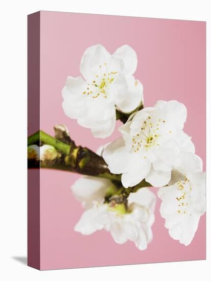 White cherry blossoms-Ada Summer-Stretched Canvas