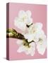 White cherry blossoms-Ada Summer-Stretched Canvas
