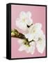 White cherry blossoms-Ada Summer-Framed Stretched Canvas