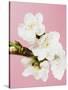 White cherry blossoms-Ada Summer-Stretched Canvas