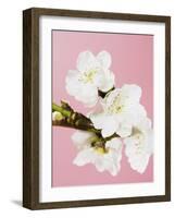 White cherry blossoms-Ada Summer-Framed Photographic Print