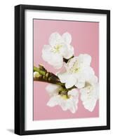 White cherry blossoms-Ada Summer-Framed Photographic Print