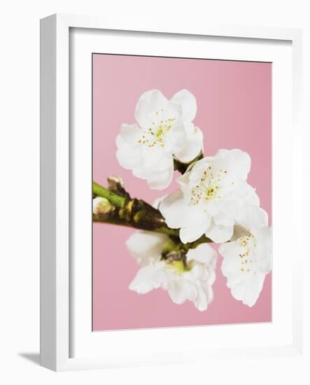 White cherry blossoms-Ada Summer-Framed Photographic Print