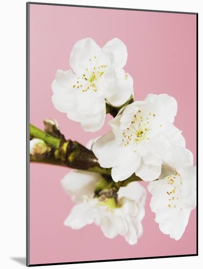 White cherry blossoms-Ada Summer-Mounted Photographic Print