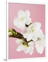 White cherry blossoms-Ada Summer-Framed Photographic Print