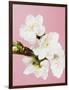 White cherry blossoms-Ada Summer-Framed Photographic Print