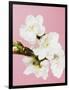 White cherry blossoms-Ada Summer-Framed Photographic Print