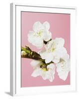 White cherry blossoms-Ada Summer-Framed Photographic Print