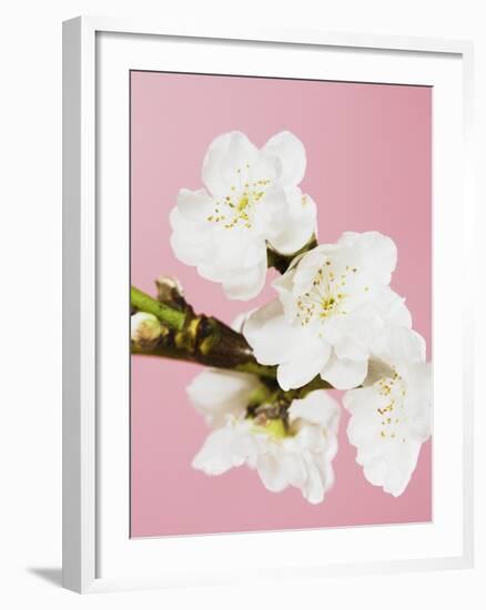 White cherry blossoms-Ada Summer-Framed Photographic Print