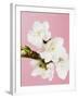 White cherry blossoms-Ada Summer-Framed Photographic Print