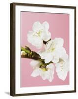 White cherry blossoms-Ada Summer-Framed Photographic Print