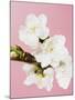 White cherry blossoms-Ada Summer-Mounted Photographic Print